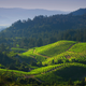 Vineyards of Diamond Mountain with Napa Valley basin in distance